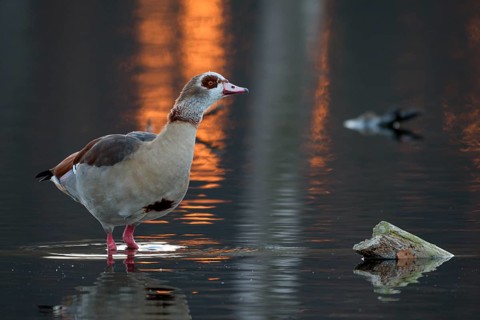 Egyptian goose