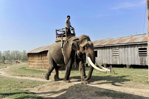 Asian elephant