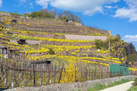Flowering mountain madwort