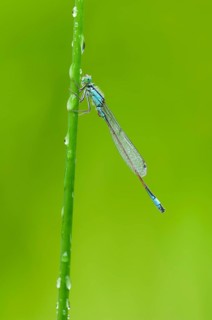 Blue-tailed damselfly