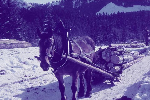 Wood transport von der Maieralm
