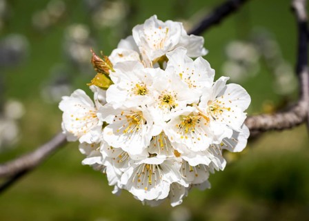 Branches with blossoms of the cherry