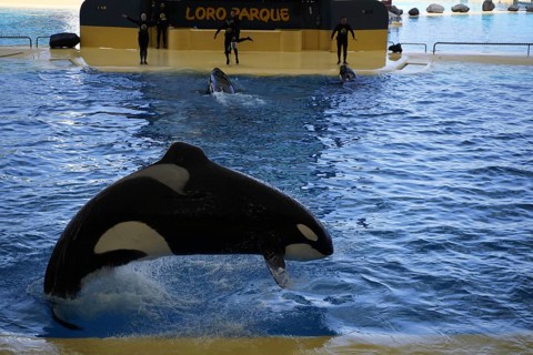 Killer whale
