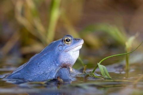 Moor frog