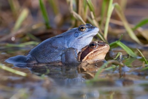 Moor frog