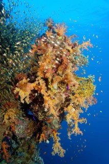 Coral wall covered with klunzinger's soft coral