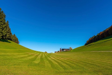 Alpine pasture and mown meadow