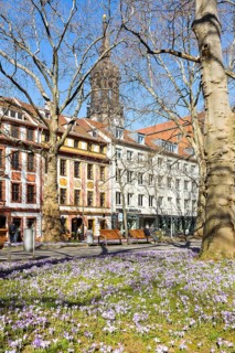 Blooming crocus meadows on the main street