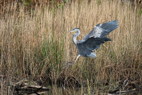 Grey heron