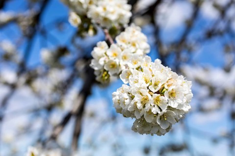 Branches with blossoms of the cherry