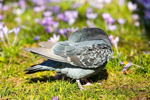 City dove
