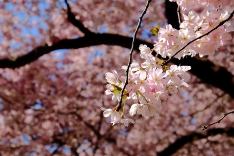 Cherry blossom