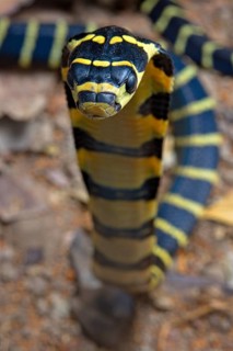 Chinese King Cobra