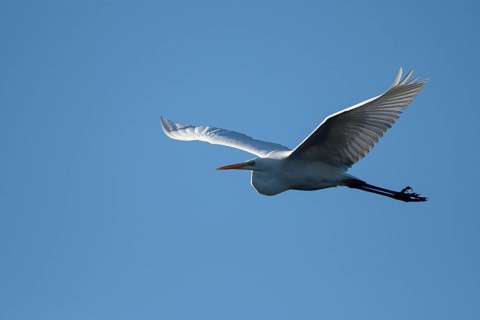 Great egret