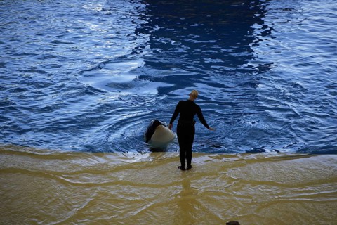 Killer whale