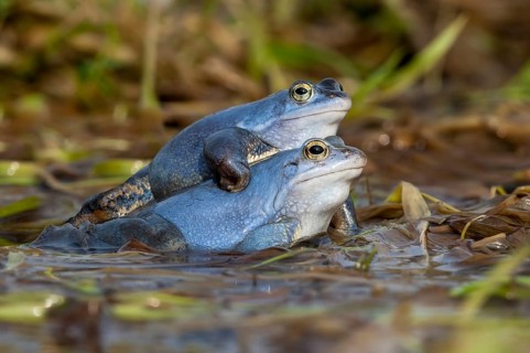 Moor frog