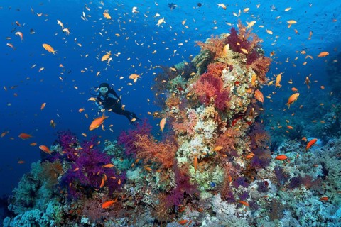 Diver