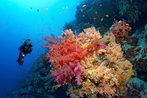 Diver