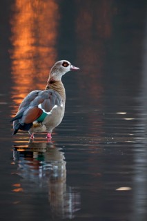 Egyptian goose