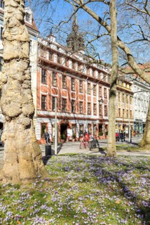 Blooming crocus meadows on the main street
