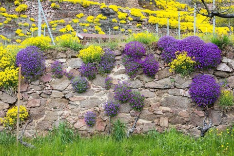 Flowering mountain madwort