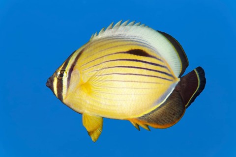Red Sea Ripple Striped blacktail butterflyfish