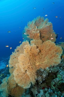 Gorgonian fan