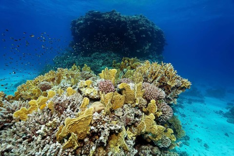 Coral reef with various stony corals