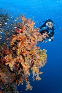 Diver looking at coral wall covered with klunzinger's soft coral