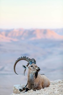 The male Ibex