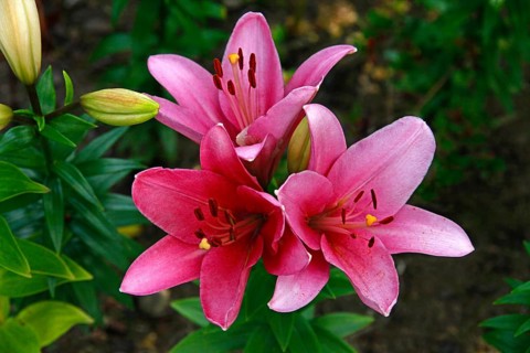 Lily blossom