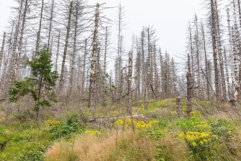 Large areas affected by forest dieback