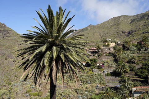 Mountain Village Masca In the Teno Mountains
