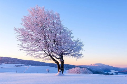 Weather beech