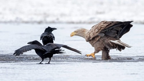 White-tailed eagle