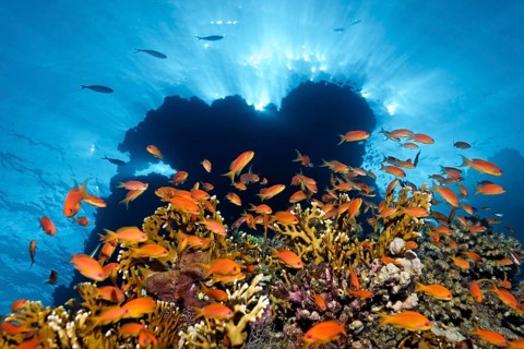 Shoal of red sea basslets
