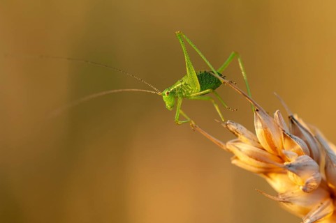 Great green bush cricket