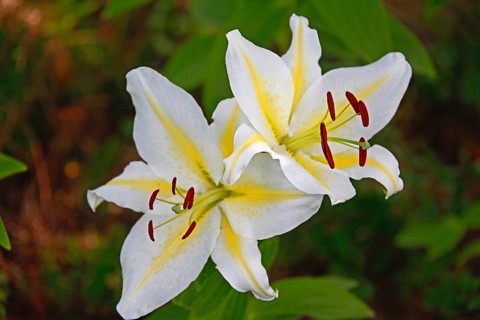 Lily blossom