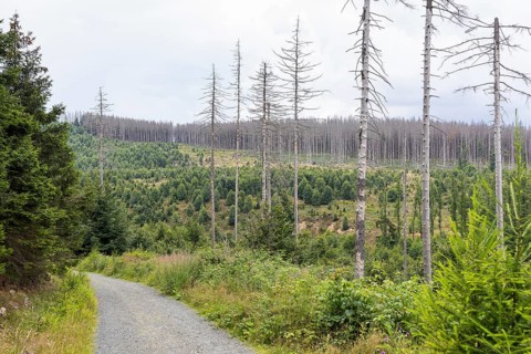 Large areas affected by forest dieback