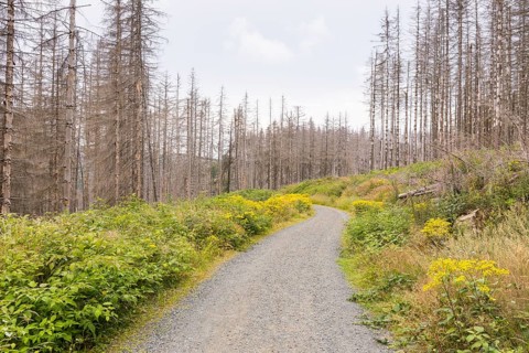 Large areas affected by forest dieback
