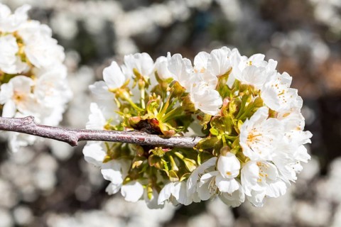 Branches with blossoms of the cherry