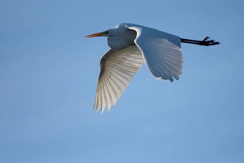 Great egret