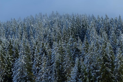 Snowy on the Winklmoosalm