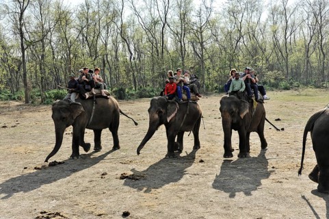 Elephant guide