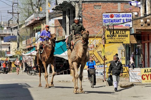 Camel riders on the road in Chitwan National Park