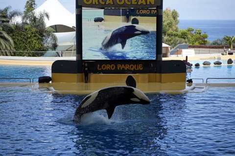 Killer whale