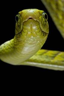 Western green mamba