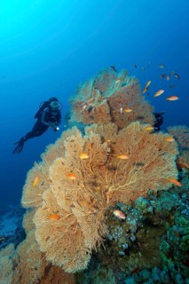 Diver looking at gorgonian fan