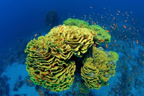 Cup Coral or Twisted Lettuce Coral