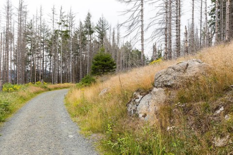 Large areas affected by forest dieback